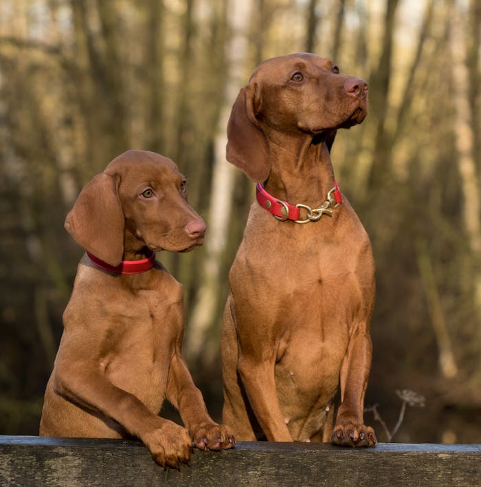 gallery-06 Two adorable Vizslas with red collars posing together in a forest setting.