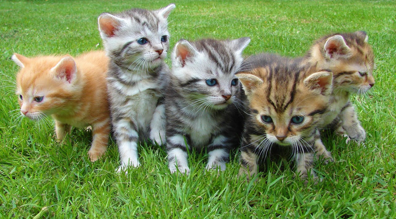gallery-02 A group of five cute kittens exploring and playing on lush green grass outdoors.