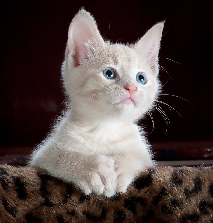 gallery-03 Close-up portrait of an adorable cream-colored kitten with blue eyes resting indoors.
