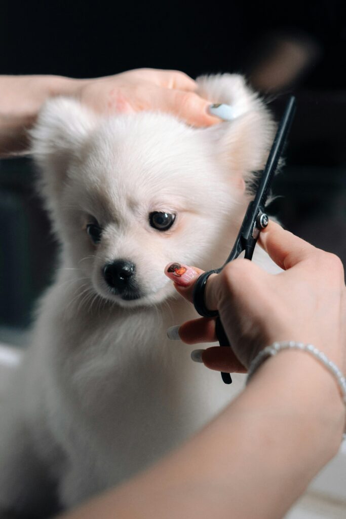 pexels photo 12283472 12283472 Adorable white puppy gets a haircut during a grooming session. Perfect pet salon image.