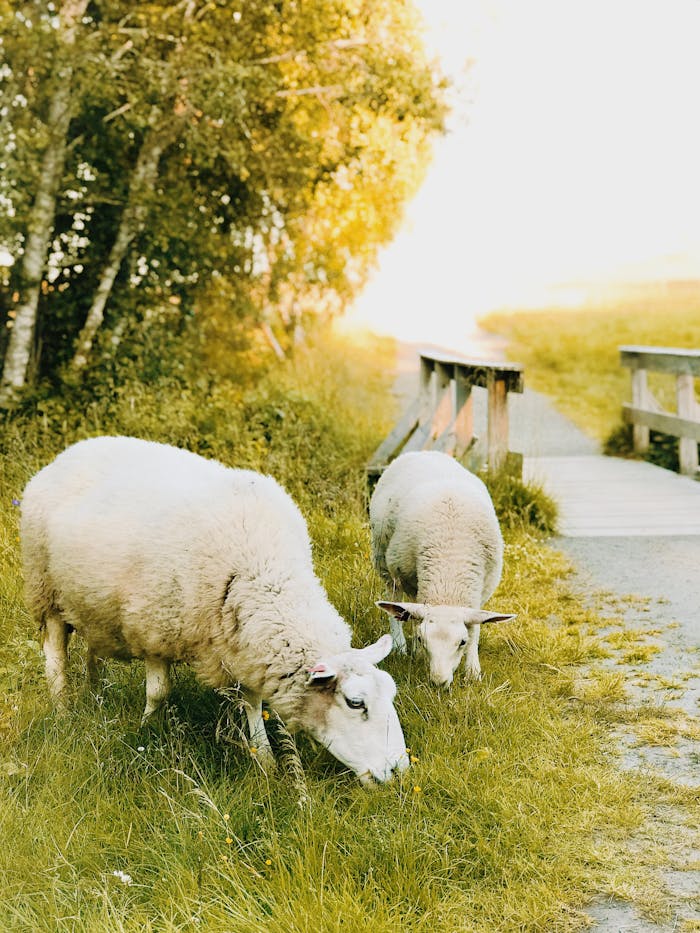 gallery-04 Two sheep graze peacefully in a grassy pastoral setting in Trondheim, Norway.
