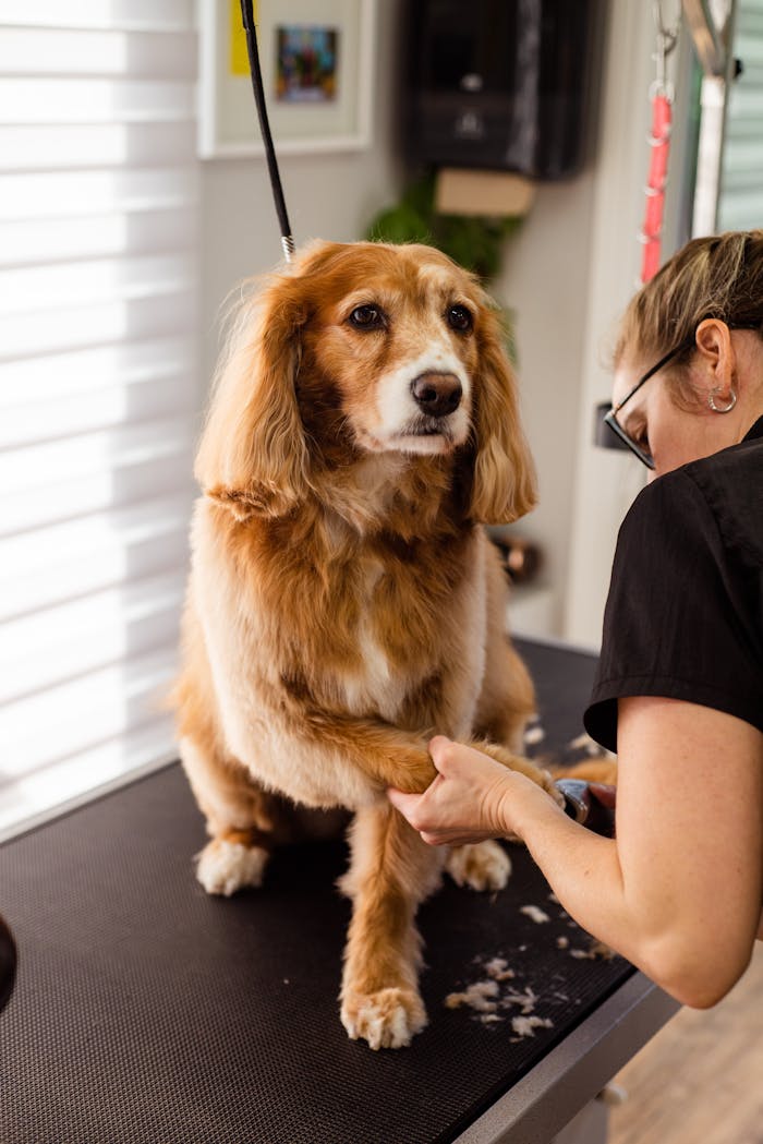 portfolio-01 A woman grooms a dog, trimming its nails in a professional pet salon setting.