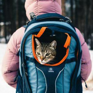 Hiker with cat in backpack exploring snowy forest in Banff, Canada.