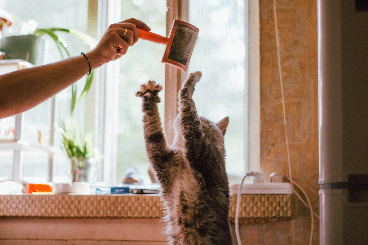 portfolio-06 A curious tabby cat joyfully reaches for a brush held by a human hand indoors.
