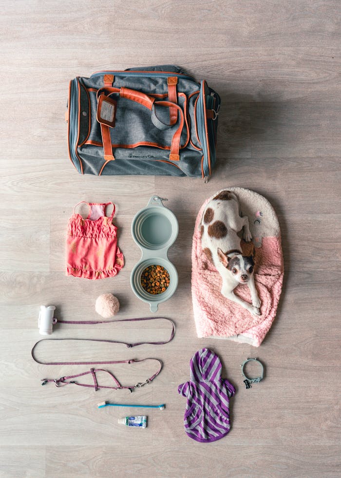 cta-02 Flat lay of Chihuahua travel essentials, including bag, food, and accessories.