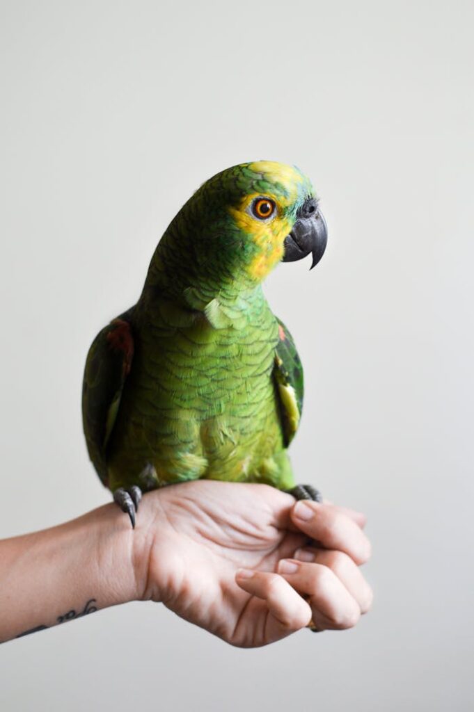 pexels photo 56733 A vibrant green parrot sits gracefully on a human hand in an indoor setting.