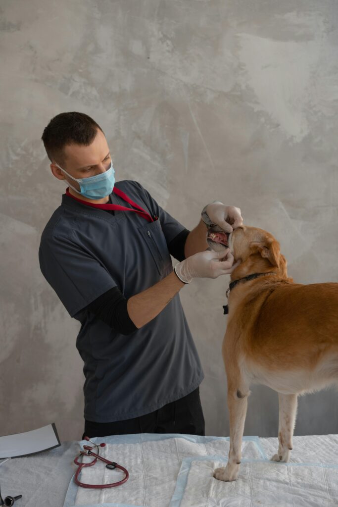 pexels photo 7470631 7470631 Veterinarian in mask and gloves examining a dog in a clinic.
