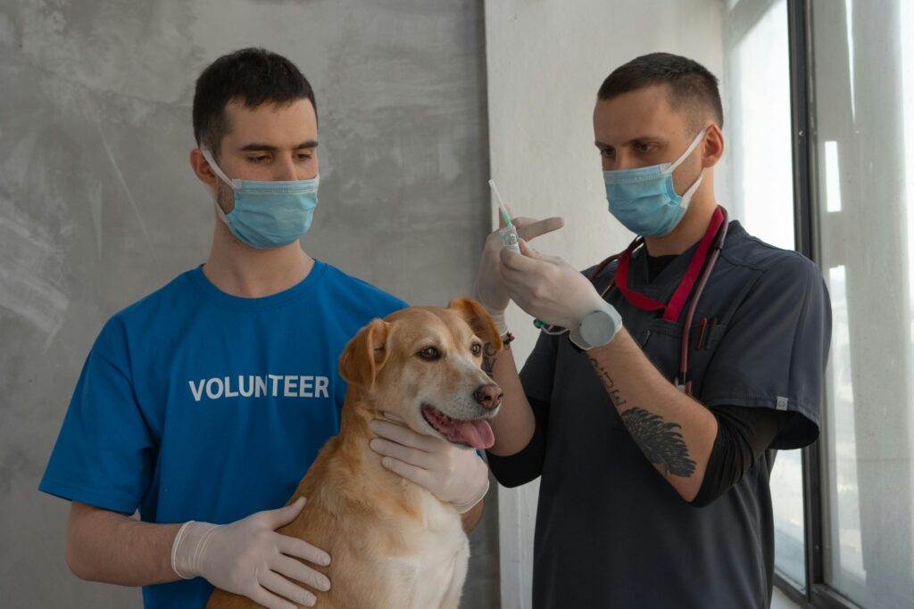 pexels photo 7474859 7474859 Veterinarian administers injection to a dog with volunteer assistance in a clinic.