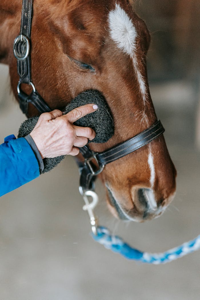 portfolio-07 Close-up of a person grooming a horse, highlighting the gentle process of animal care.